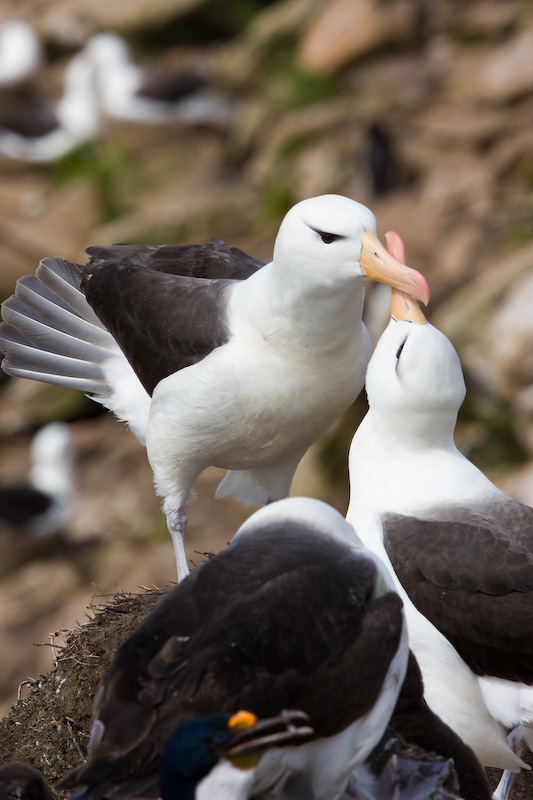 Black-Browed Albatrosses Performing Nuptial Greeting